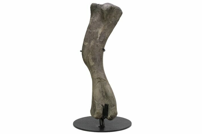 Fossil Hadrosaur (Maiasaura) Left Humerus Bone - Montana #214275